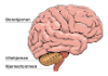 MSguiden hjernen, multipel sclerose (MS)