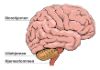 MSguiden Hjernen - multipel sclerose