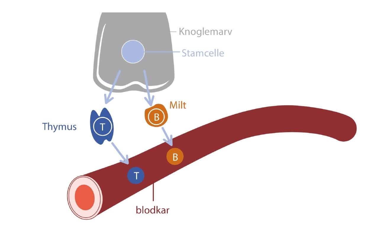 MSguiden Immunsystemet illustration